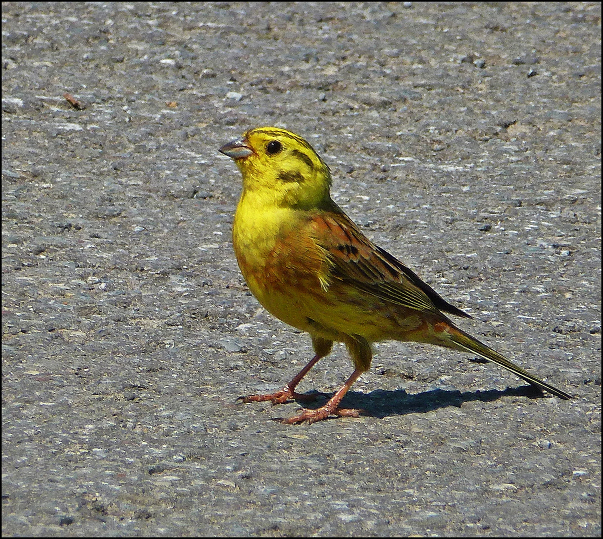 Goldammer - Sie ging zu Fuss ganz nah an mir vorbei ! :-))