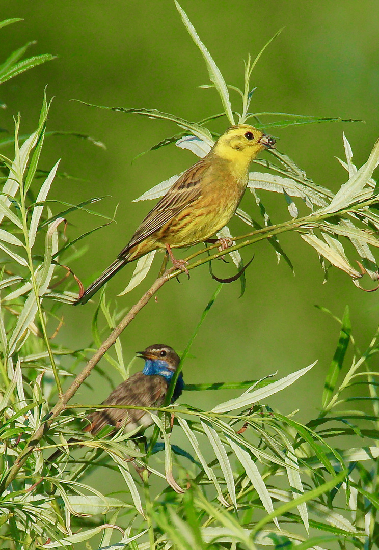 Goldammer und Blaukehlchen