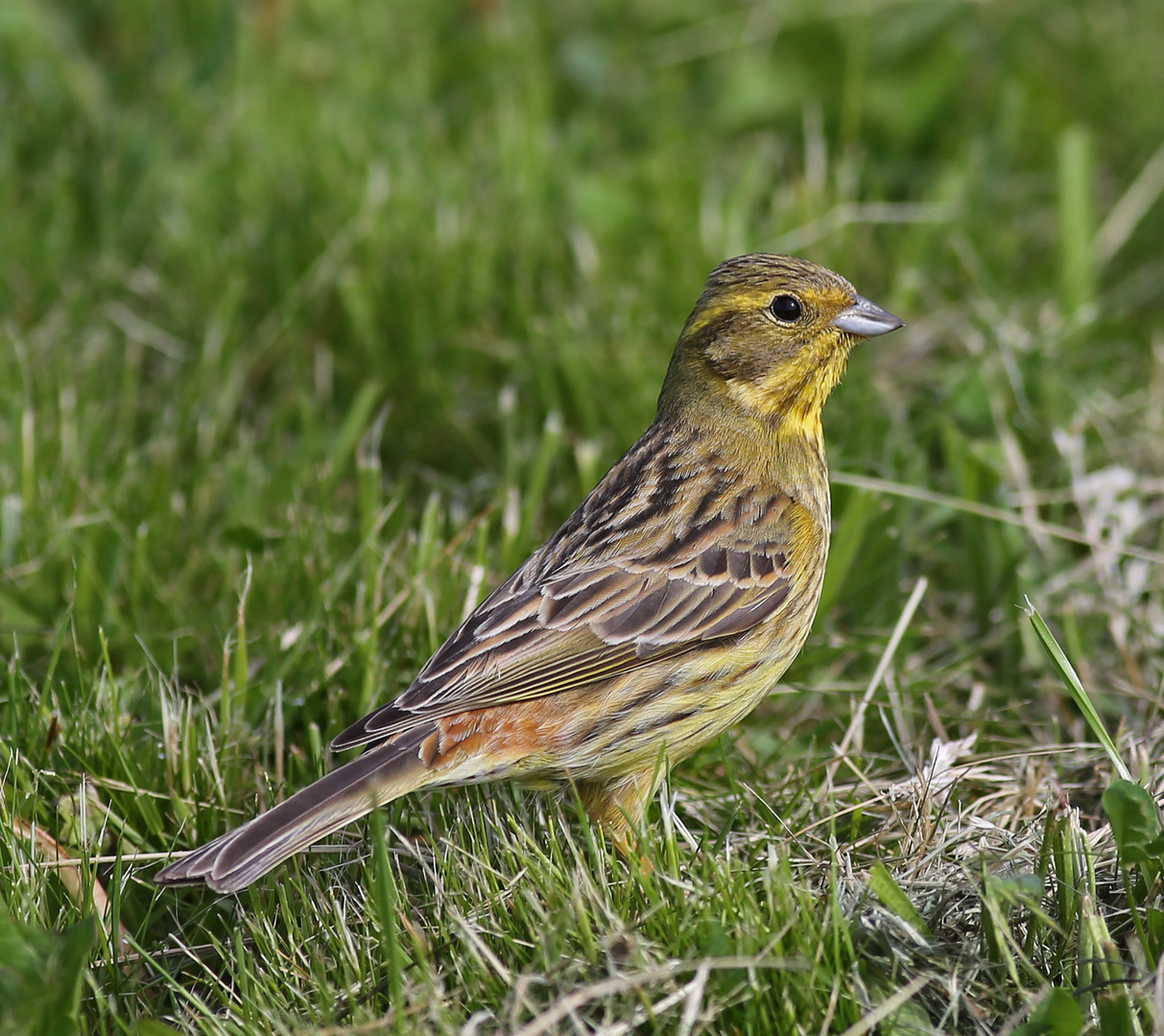 Goldammer (Weibchen)