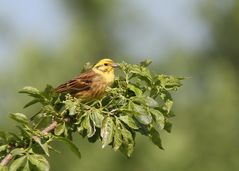 Goldammer - Weibchen