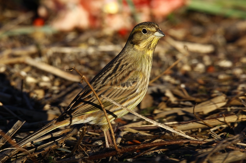 Goldammer Weibchen