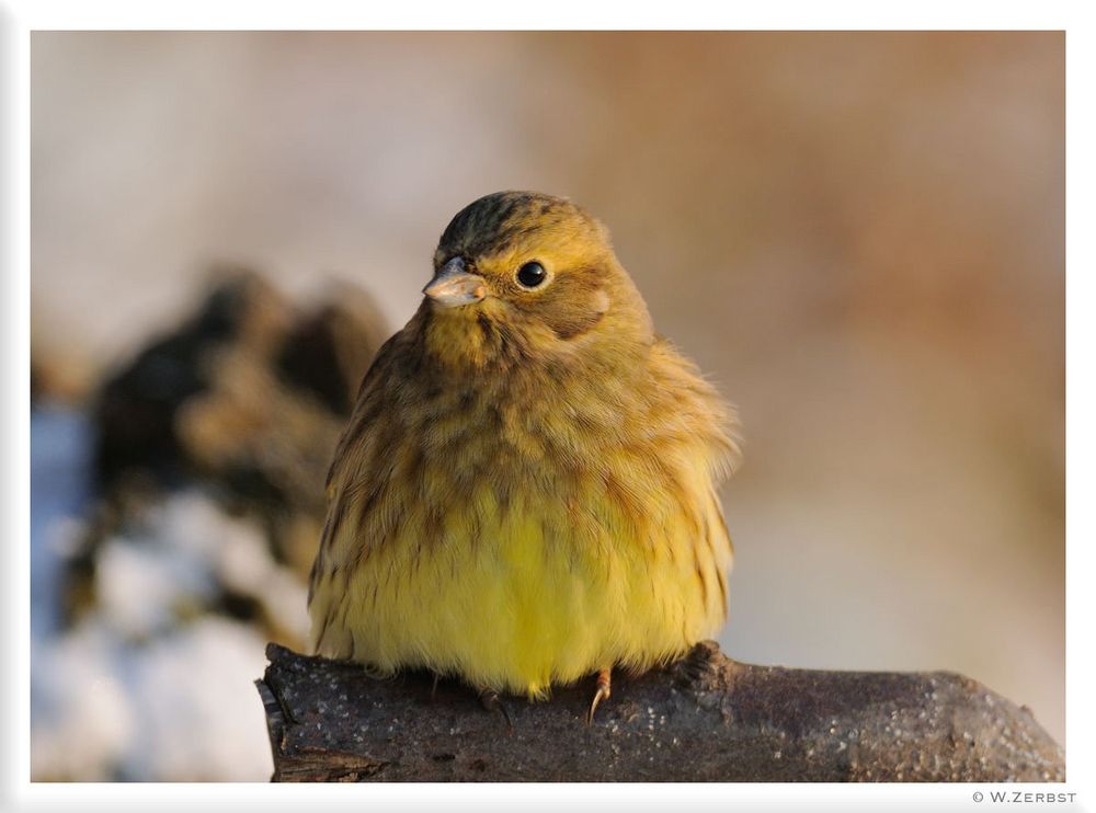 - Goldammer weibl. - ( Emberiza citrinella )