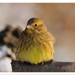 - Goldammer weibl. - ( Emberiza citrinella )