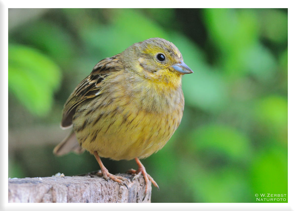 - Goldammer weibl. - ( Emberiza citrinella )