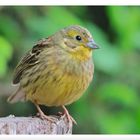 - Goldammer weibl. - ( Emberiza citrinella )