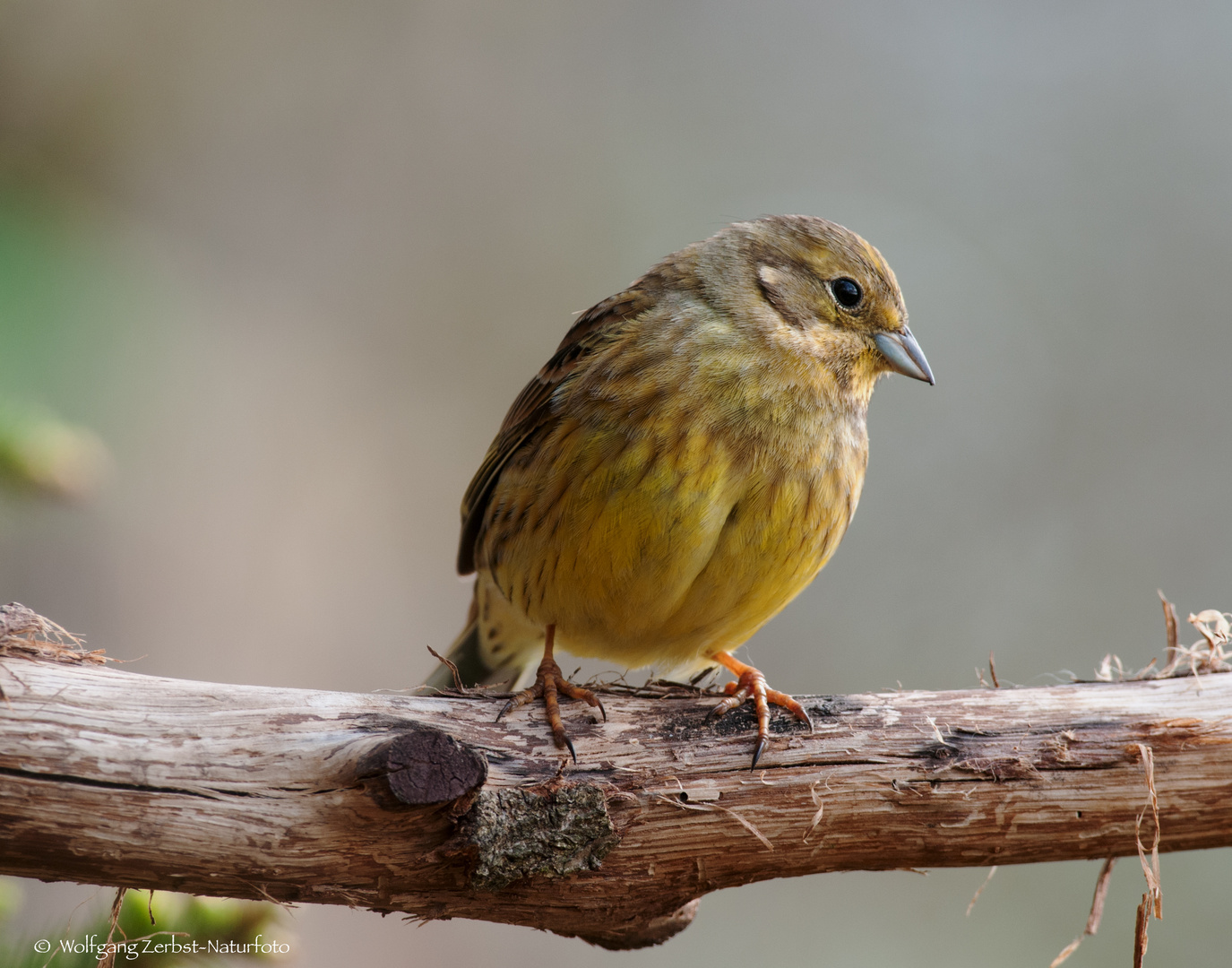 -GOLDAMMER - weibl.. ( Emberiza citrnella )