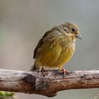 -GOLDAMMER - weibl.. ( Emberiza citrnella )