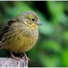 - Goldammer weiblich - ( Emberiza citrinella )