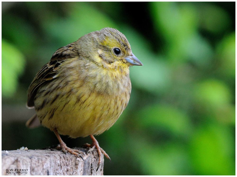 - Goldammer weiblich - ( Emberiza citrinella )