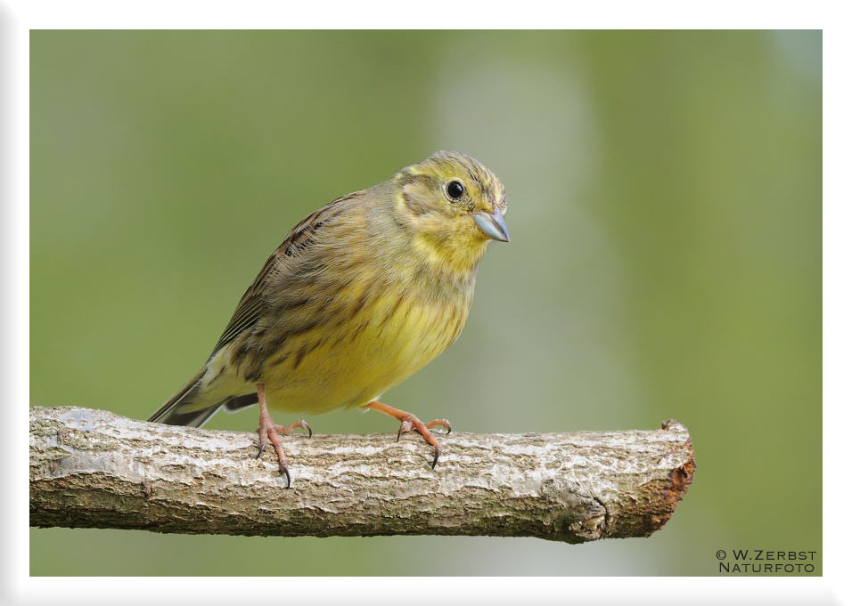 - Goldammer weiblich - ( Emberiza citrinella )