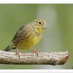 - Goldammer weiblich - ( Emberiza citrinella )