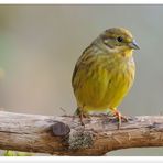 - Goldammer, weiblich - (Emberiza citrrinella)