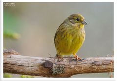 - Goldammer, weiblich - (Emberiza citrrinella)