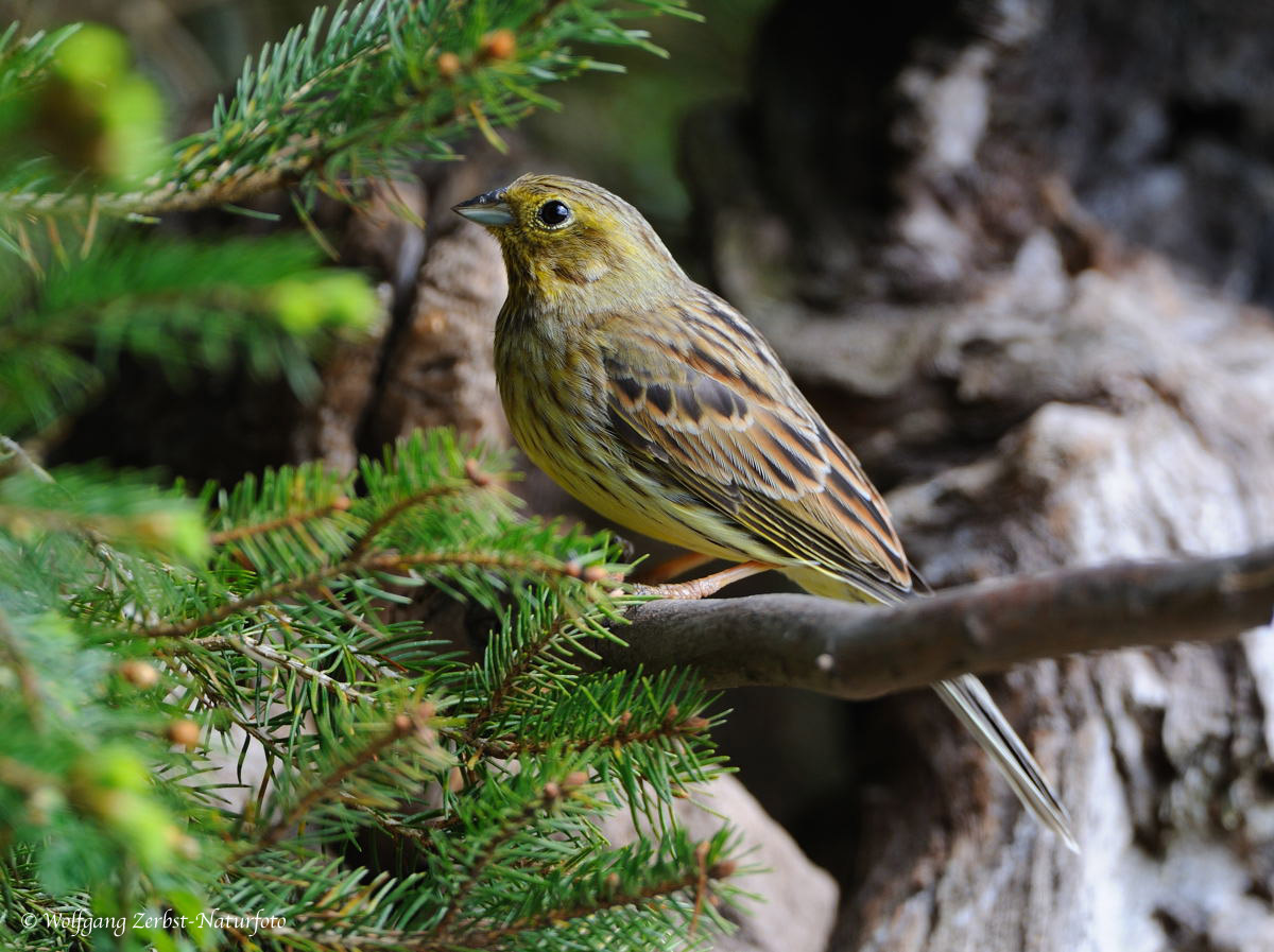 --- Goldammer weiblich --- ( Emberizs citrinela )