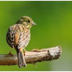 - Goldammer weiblich - ( Erithacus rubecula )