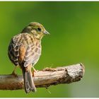 - Goldammer weiblich - ( Erithacus rubecula )