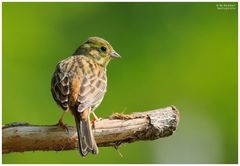 - Goldammer weiblich - ( Erithacus rubecula )