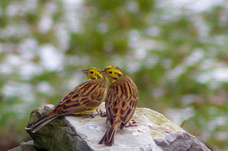 Goldammern Emberiza citrinella