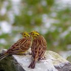 Goldammern Emberiza citrinella