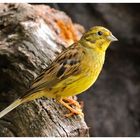 - Goldammmer männlich - ( Emberiza cintrinella )