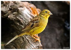 - Goldammmer männlich - ( Emberiza cintrinella )