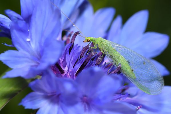  GOLDAUGE BEIM FRÜHSTÜCK