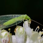 Goldauge beim Nektarschlürfen