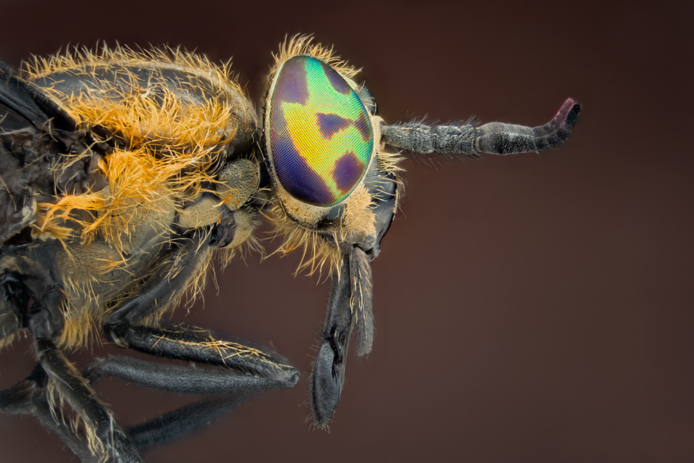 Goldaugen.... Foto & Bild tiere, tierdetails, makros Bilder auf