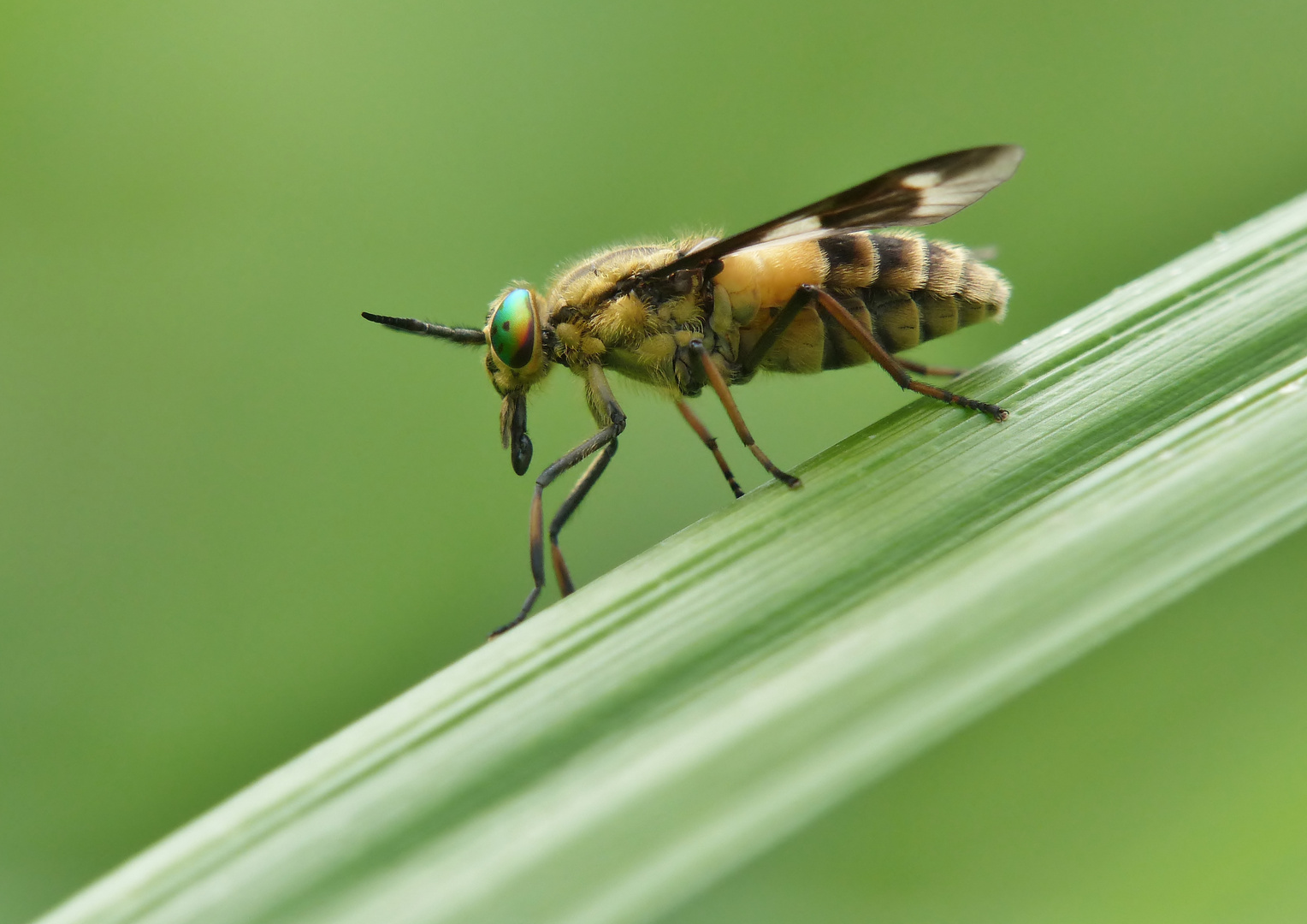 Bremse Foto & Bild  tiere, wildlife, insekten Bilder auf fotocommunity