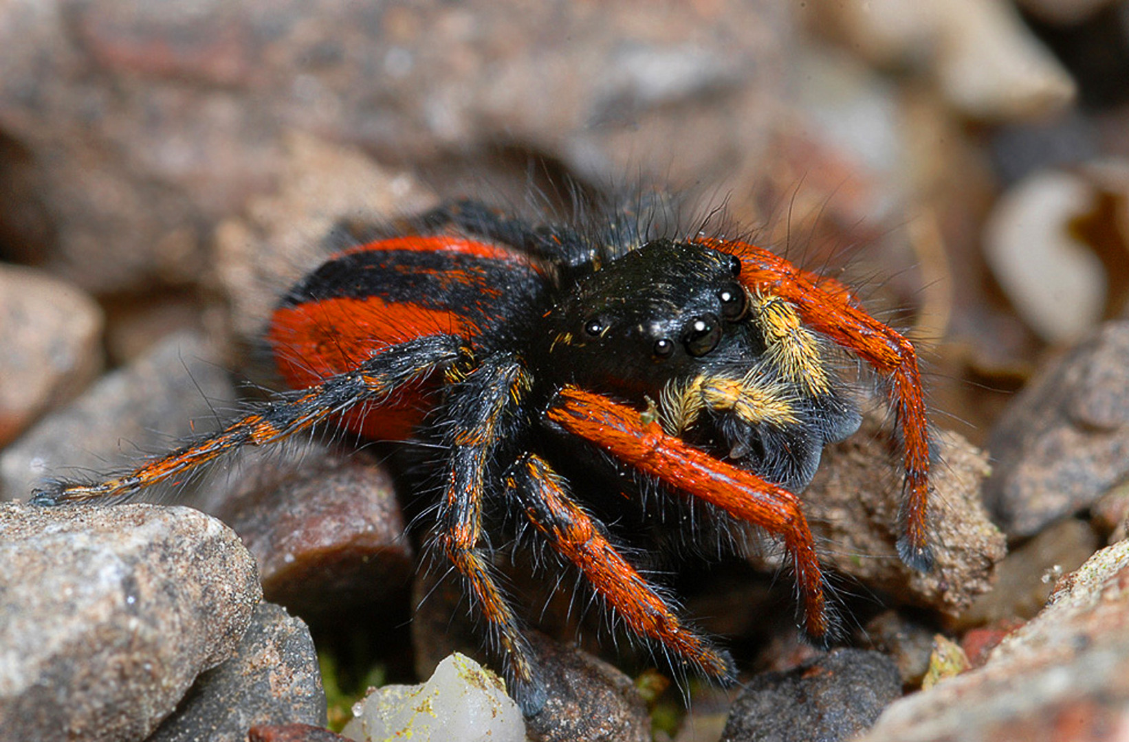 Goldaugen-Springspinne