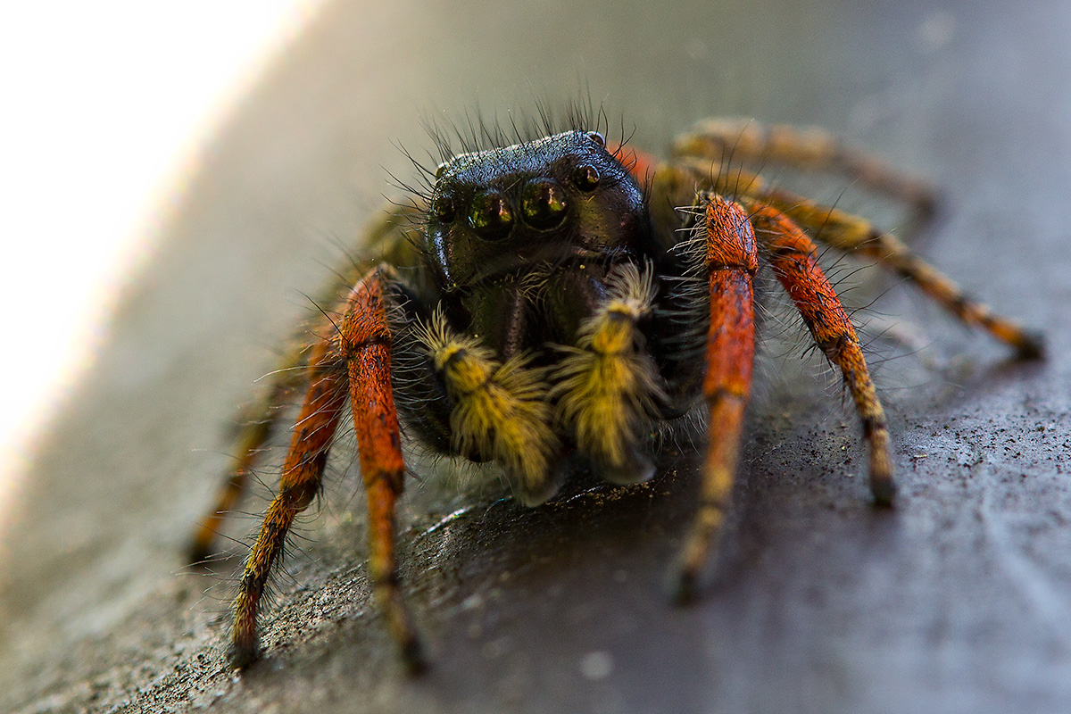 Goldaugen Springspinne