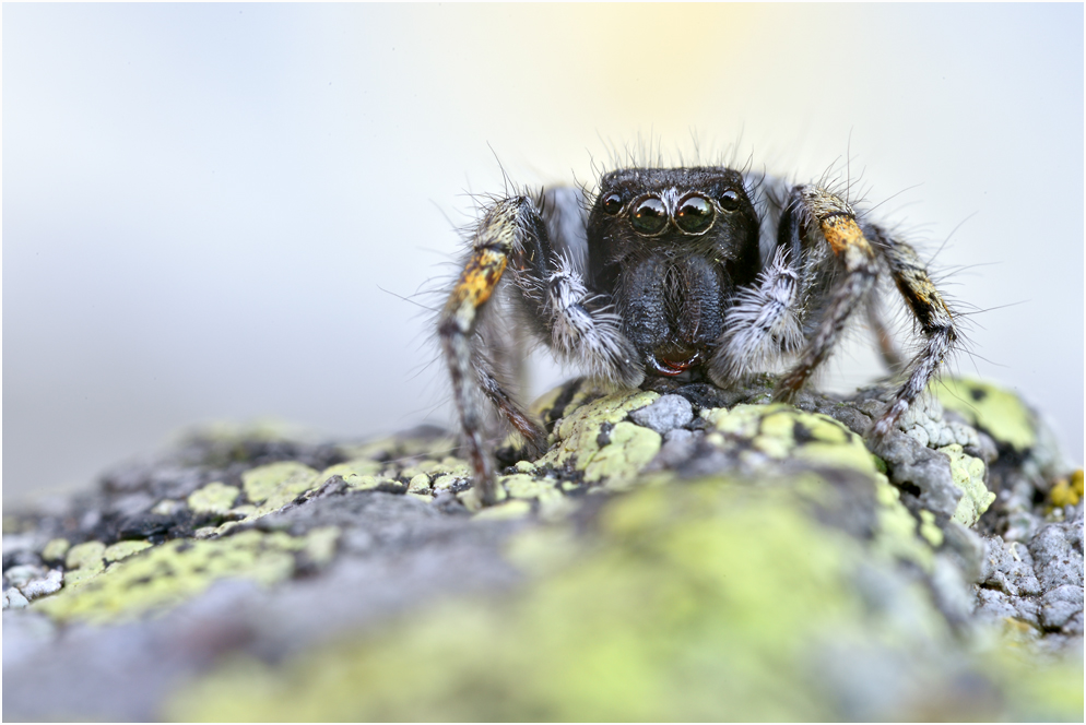 Goldaugen-Springspinne (Philaeus chrysops)