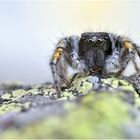 Goldaugen-Springspinne (Philaeus chrysops)