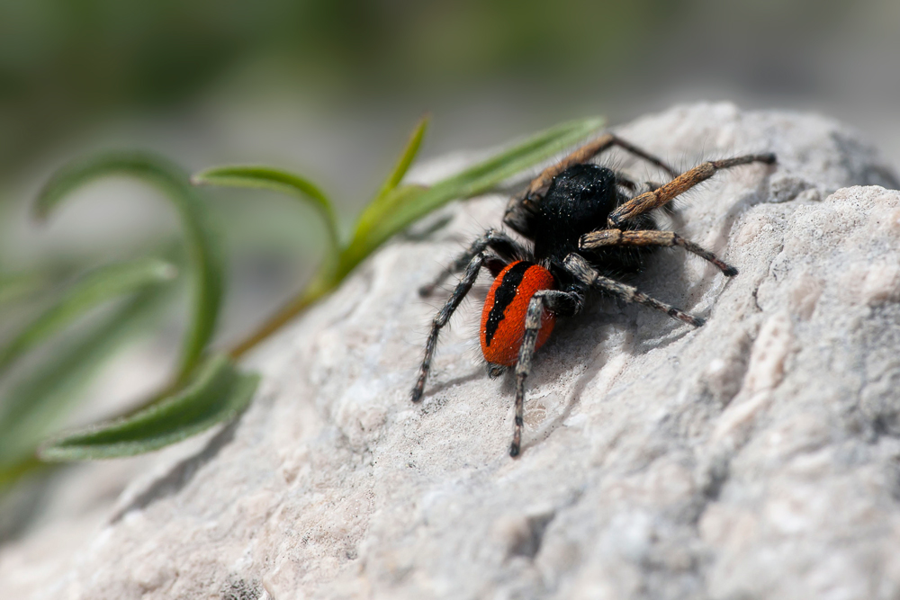 Goldaugen-Springspinne ( Philaeus-chrysops )