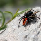 Goldaugen-Springspinne ( Philaeus-chrysops )