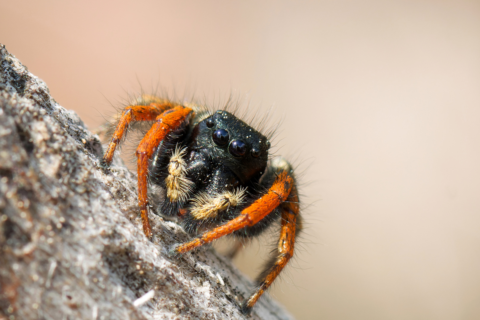 Goldaugen- Springspinne ( Philaeus chrysops)