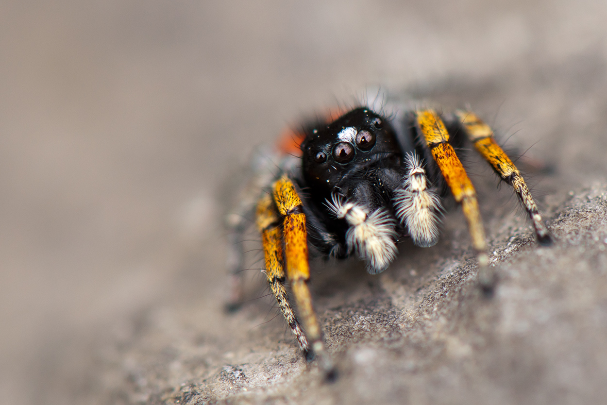 Goldaugen-Springspinne ( Philaeus-chrysops )