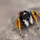 Goldaugen-Springspinne ( Philaeus-chrysops )