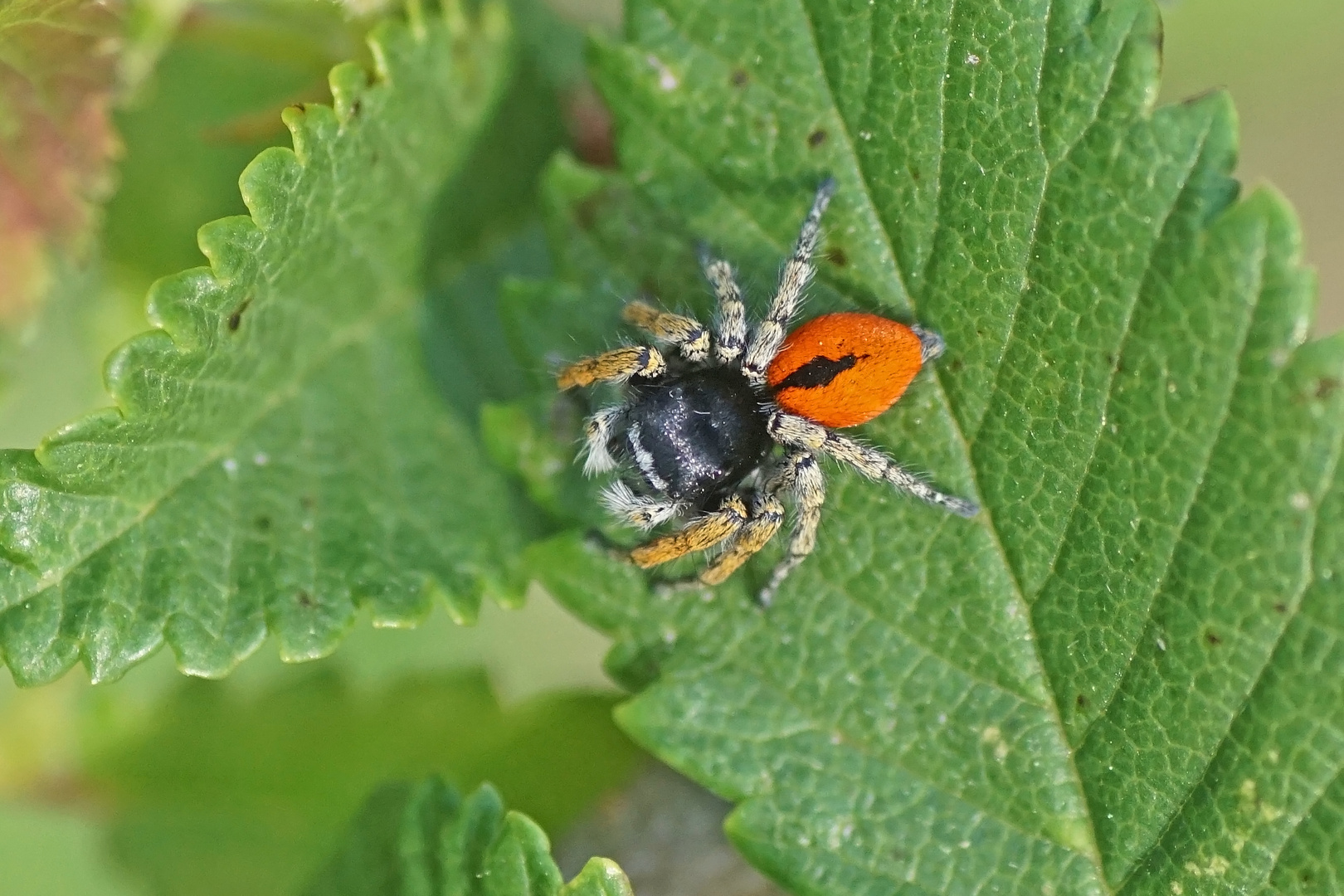 Goldaugen-Springspinne (Philaeus chrysops), Männchen