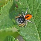 Goldaugen-Springspinne (Philaeus chrysops), Männchen