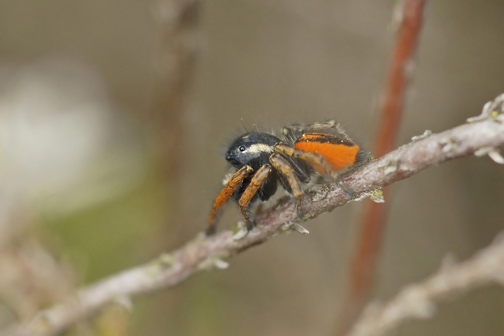 Goldaugen-Springspinne (Philaeus chrysops), Männchen