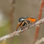 Goldaugen-Springspinne (Philaeus chrysops), Männchen