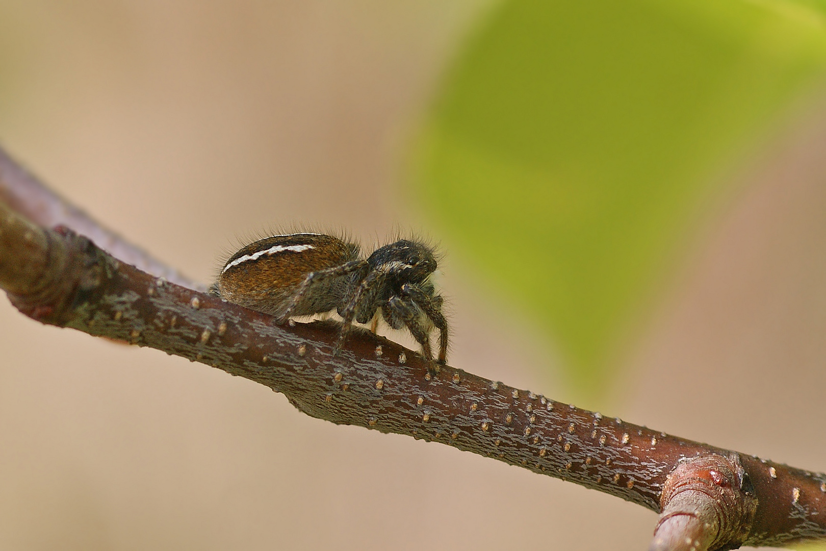 Goldaugen-Springspinne (Philaeus chrysops), Weibchen