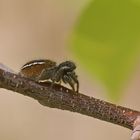 Goldaugen-Springspinne (Philaeus chrysops), Weibchen