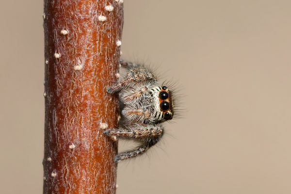 Goldaugen-Springspinne , Philaeus chrysops, weibl.
