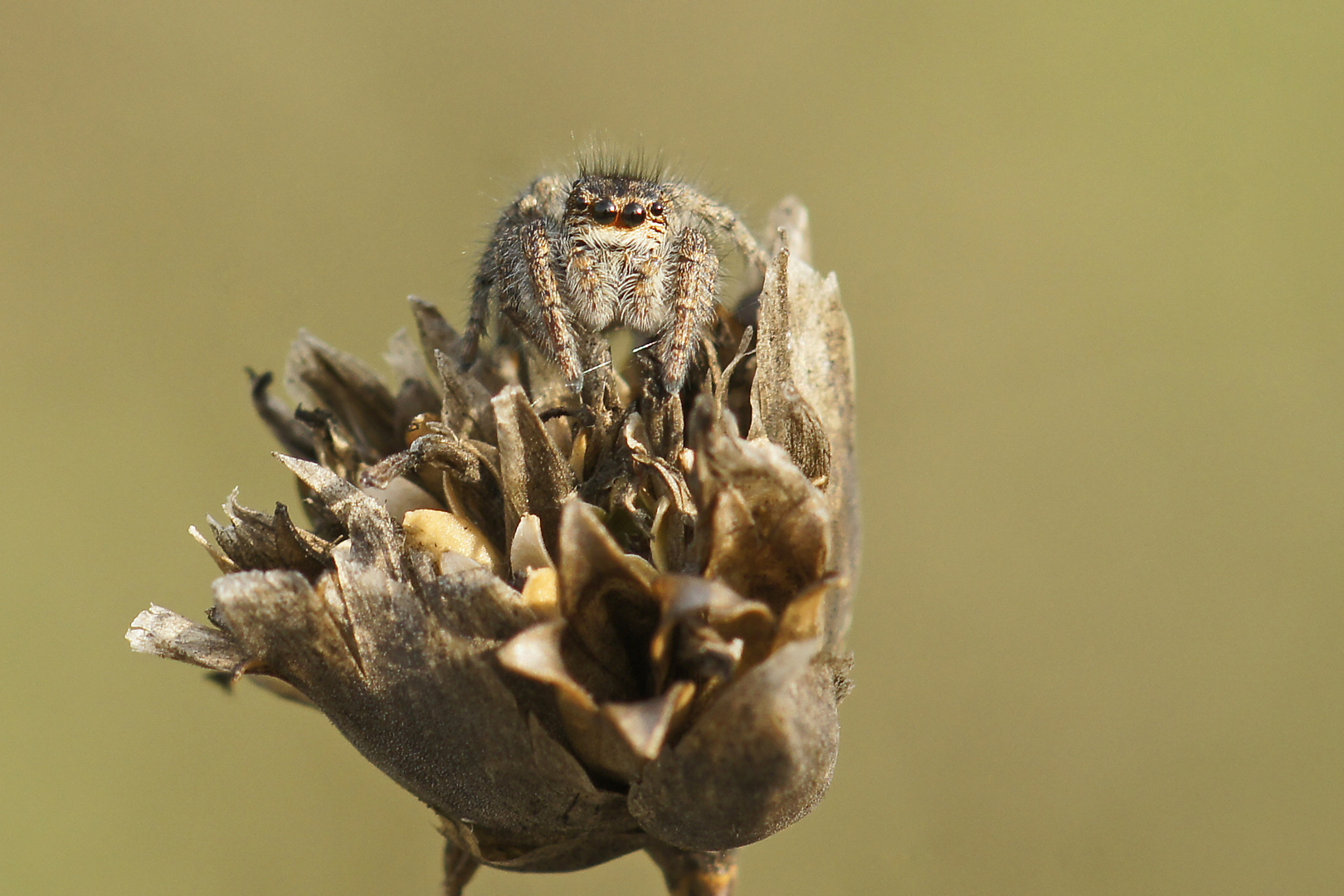 Goldaugen-Springspinne (Weibchen)