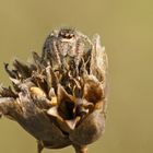 Goldaugen-Springspinne (Weibchen)