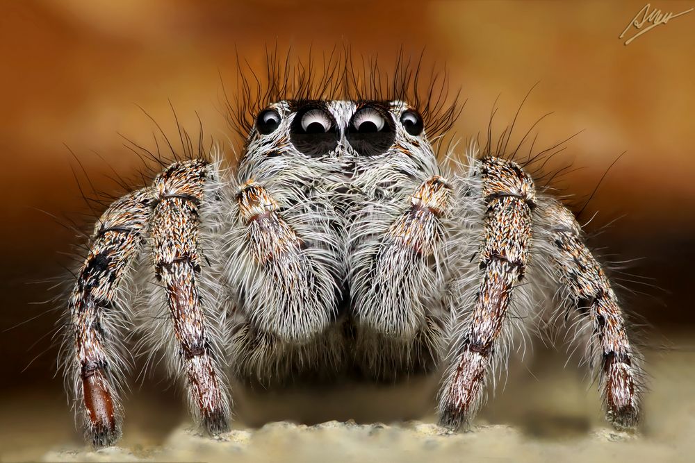 GoldaugenSpringspinne/Weibchen (Philaeus chrysops) Foto & Bild tiere, wildlife, spinnen