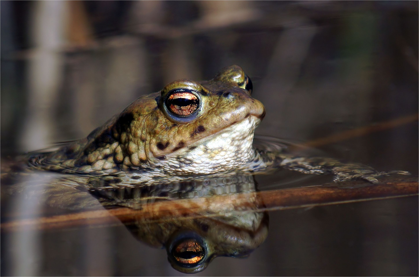 Goldaugen, wo bleibt ihr? Foto & Bild tiere, wildlife, amphibien