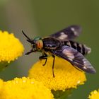 Goldaugenbremse (Chrysops relictus)